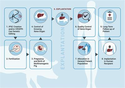 Unaddressed regulatory issues in xenotransplantation: a hypothetical example